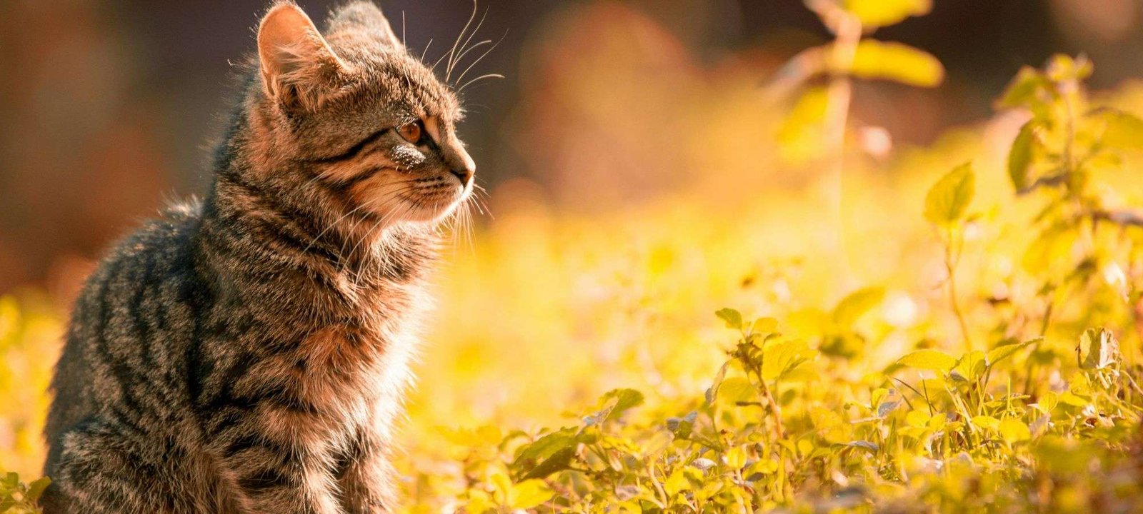 How to Choose the Best Food for Your Cat's Health 