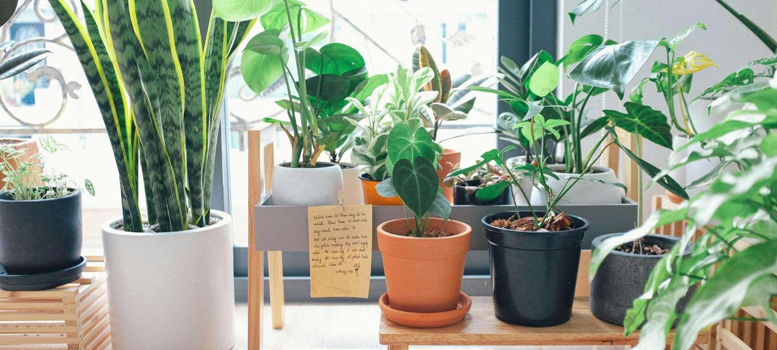 The Beginner’s Guide to Growing the Most Beautiful Indoor Plants