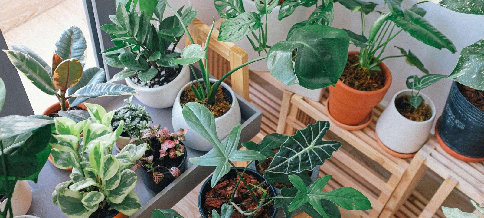 The Beginner’s Guide to Growing the Most Beautiful Indoor Plants